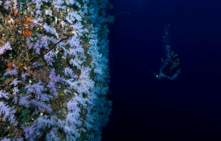 Padi Open Water Diver Fiji