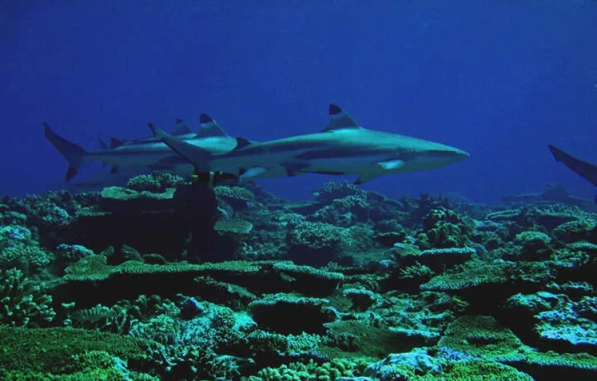 The Top Fiji Scuba Diving (Updated 2026)