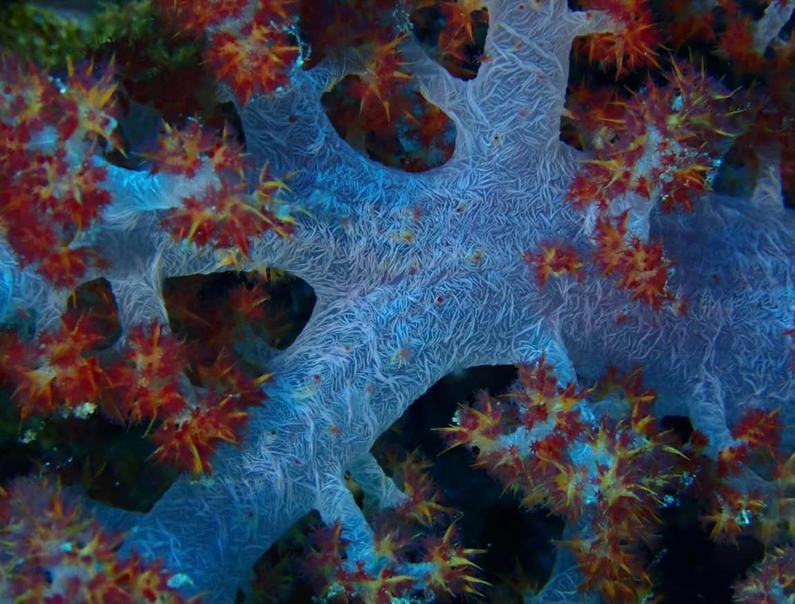 Fiji Adventures Begin Here