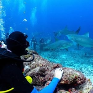 Snorkel with Sharks in Fiji