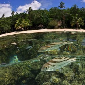 Taveuni Snorkeling Fiji