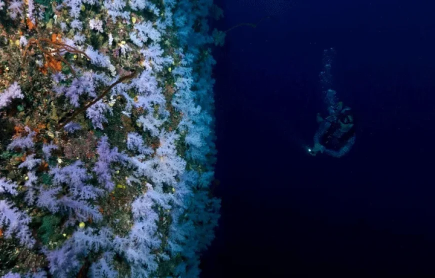 5 Day Ultimate Fun Dive Package Tour Fiji