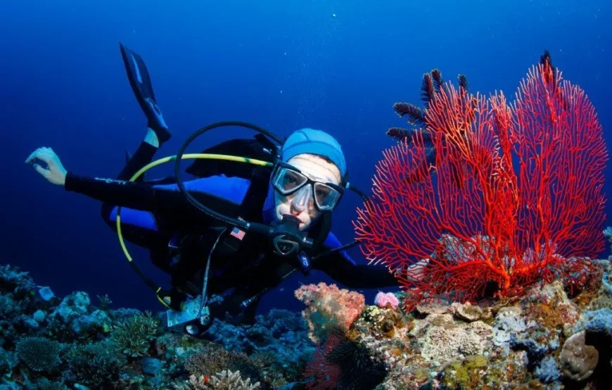 Snorkel with Sharks in Fiji