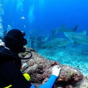 Shark Diving in the Beqa Lagoon Fiji