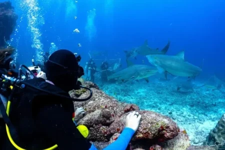 Shark Diving in the Beqa Lagoon Fiji