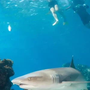 Snorkel with Sharks in Fiji