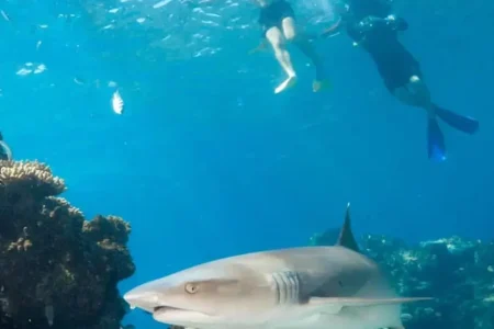 Snorkel with Sharks in Fiji