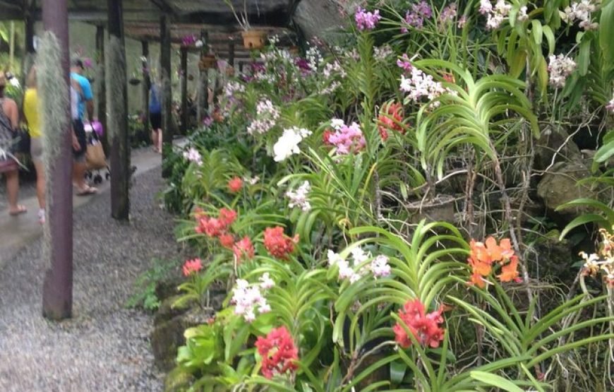 Half Day Tour from Nadi includes Local Markets, Orchid Gardens, and Local Village – Shore Excursions