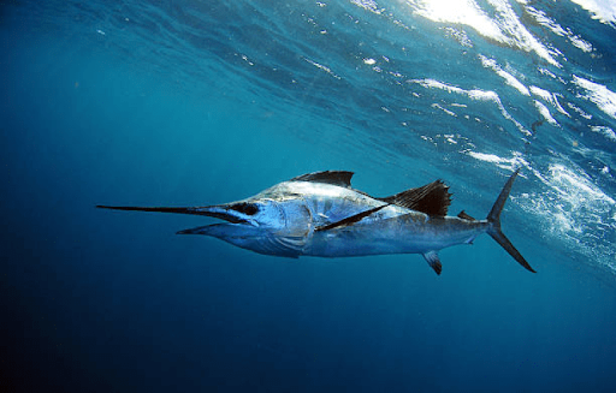 Sigatoka Coastal Inland Private Fishing Charters Fiji