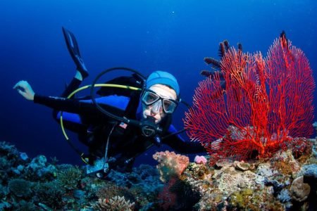 Bligh Water Fiji – The Soft Coral Capital of the World